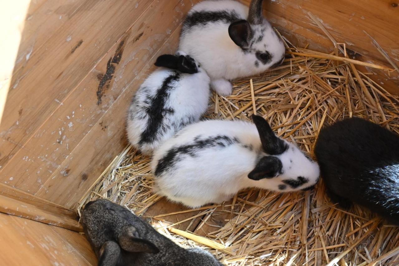 Quinta Ecologica Da Peneda Agroturismo By Peneda Ecofarm Аркуш-де-Валдевеш Екстер'єр фото
